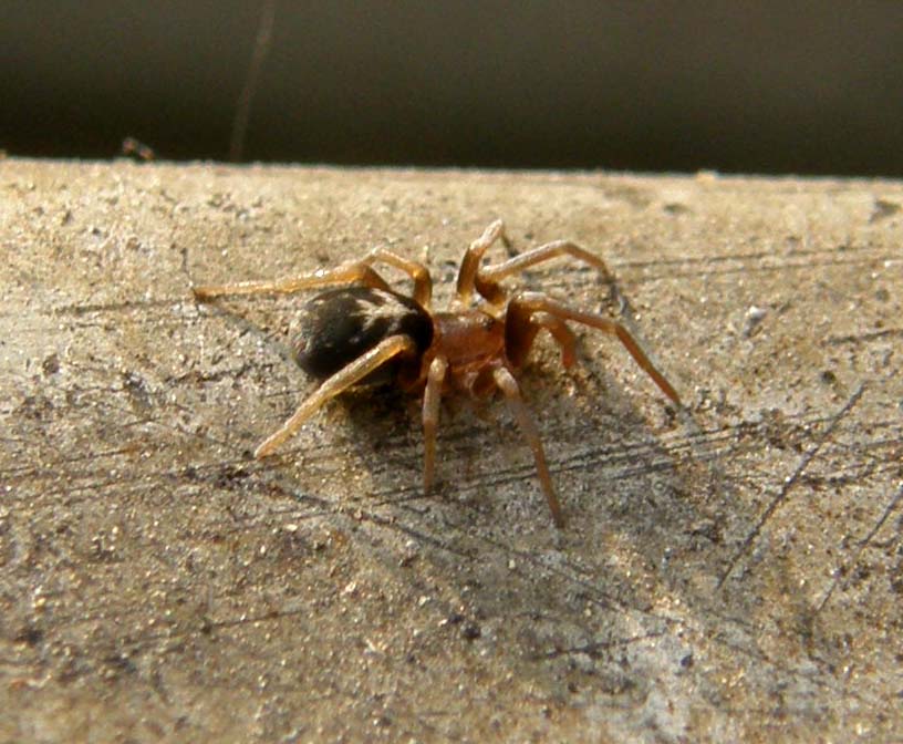 Ancora una Pritha - Pritha sagittata