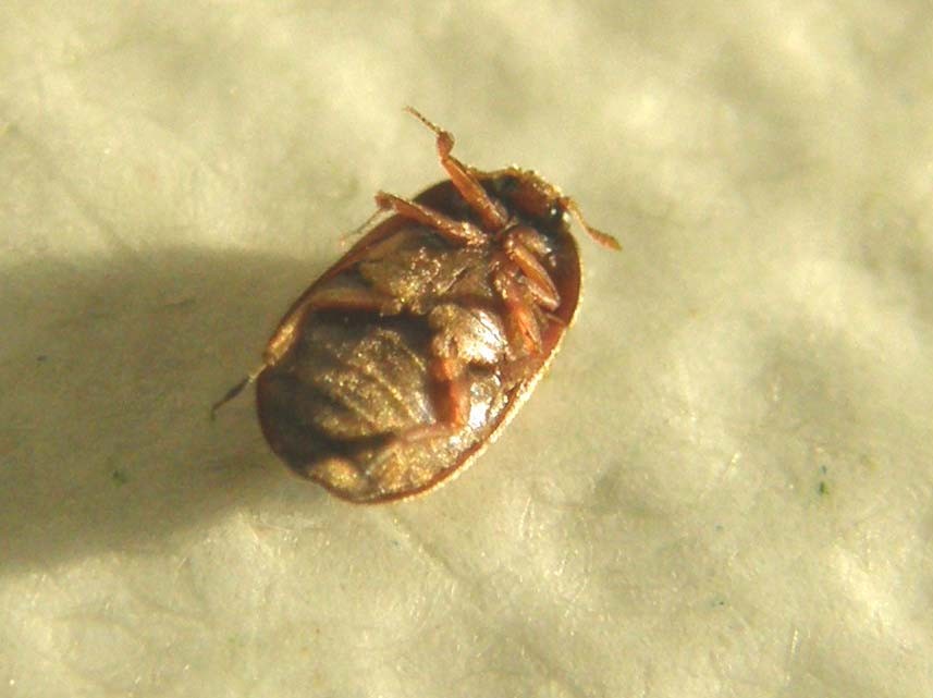 Attagenus da confermare: A. brunneus