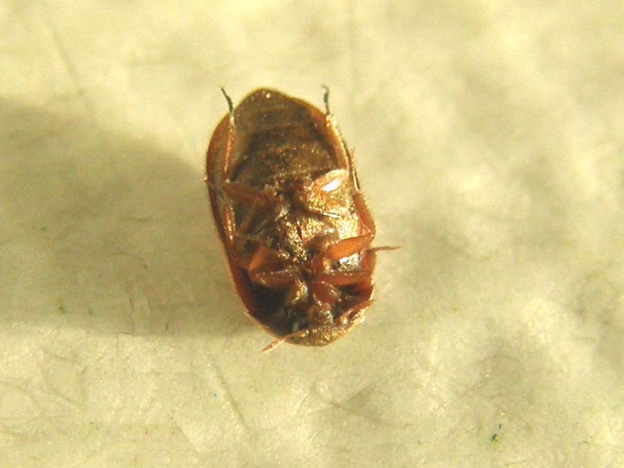 Attagenus da confermare: A. brunneus