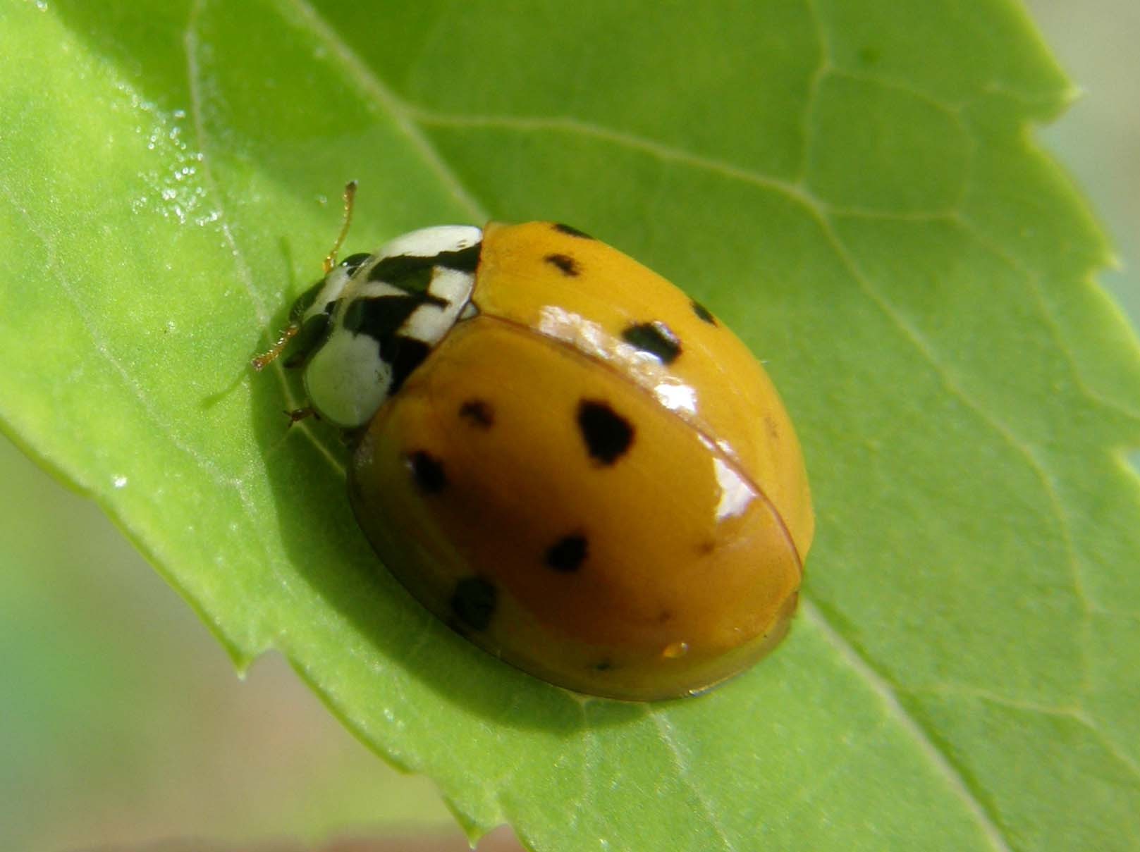 Coccinella da identificare: Harmonya axyridis