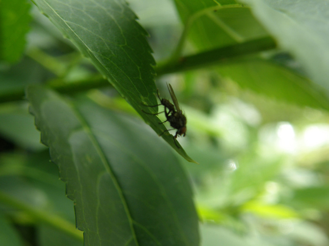 Possibile Anthomyiidae.