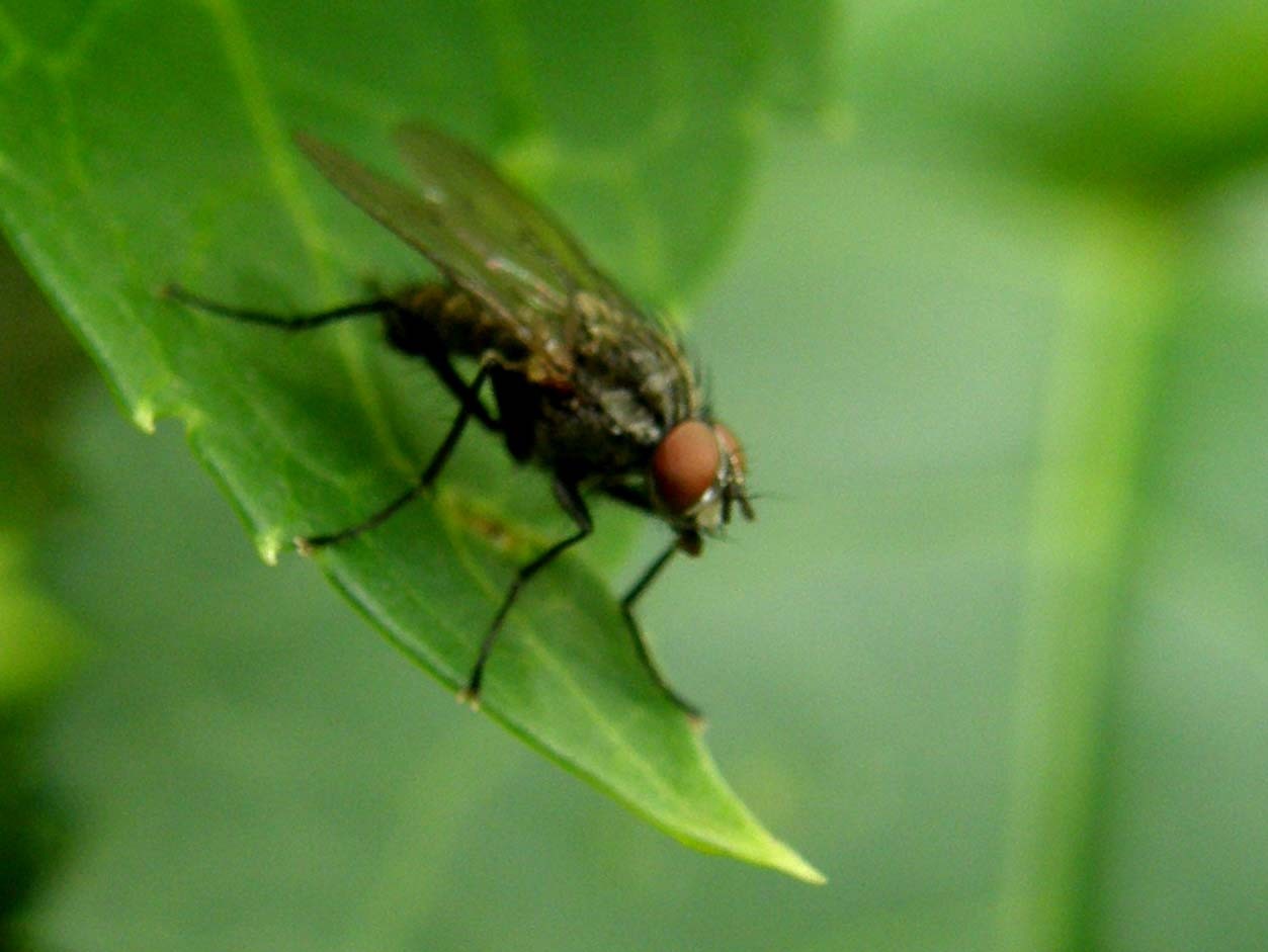 Possibile Anthomyiidae.