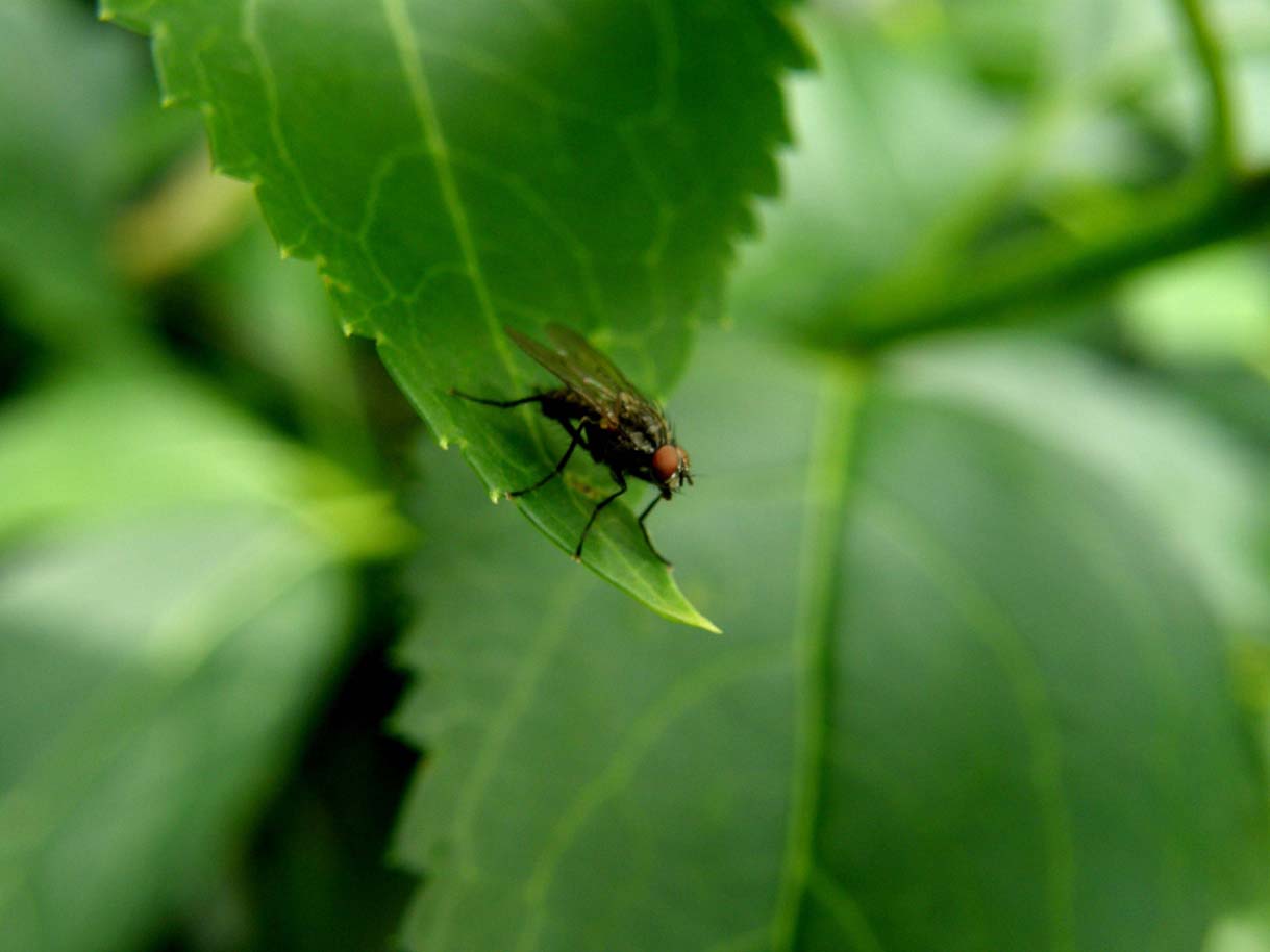 Possibile Anthomyiidae.