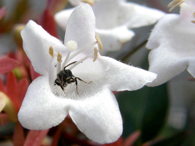 Dentro un fiore (Halictus?)
