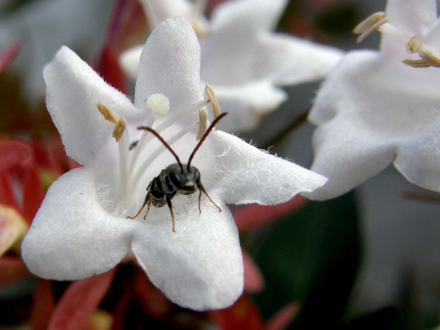 Dentro un fiore (Halictus?)
