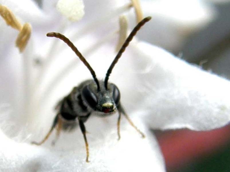 Dentro un fiore (Halictus?)