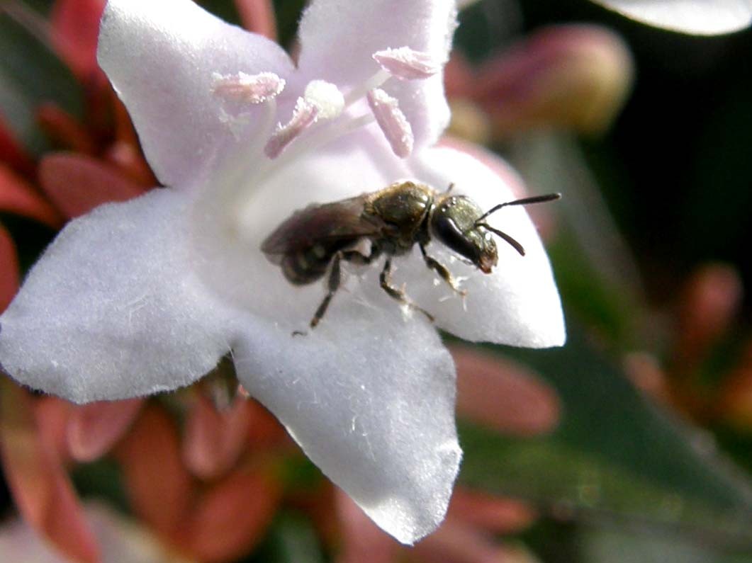 Dentro un fiore (Halictus?)