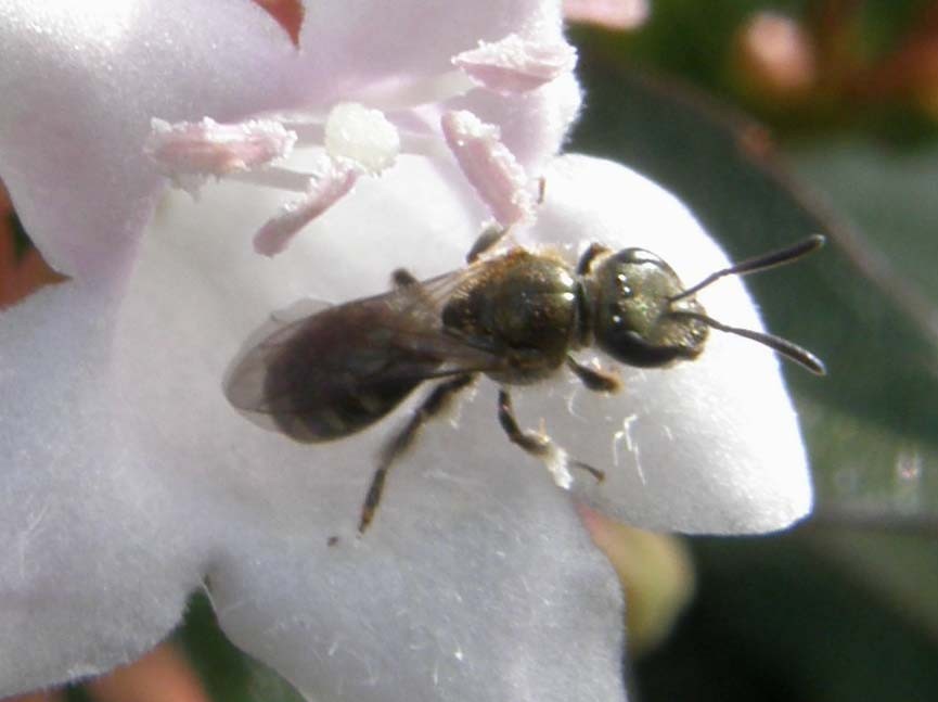 Dentro un fiore (Halictus?)