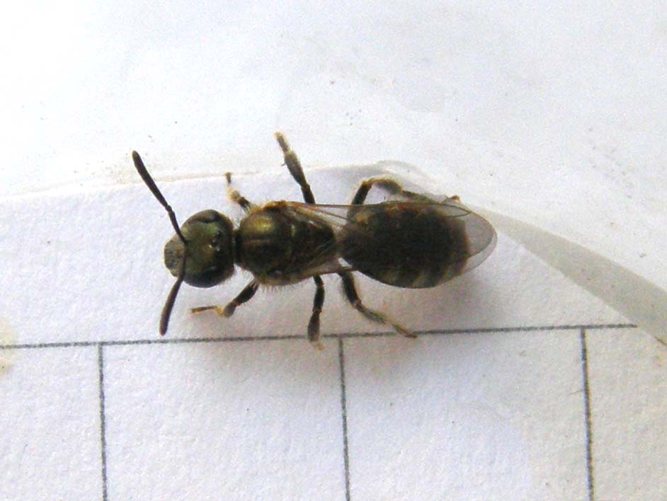 Dentro un fiore (Halictus?)