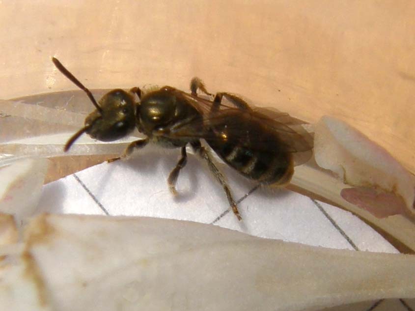 Dentro un fiore (Halictus?)