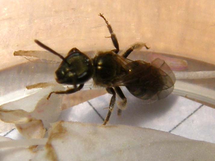 Dentro un fiore (Halictus?)