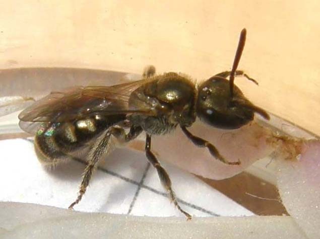 Dentro un fiore (Halictus?)