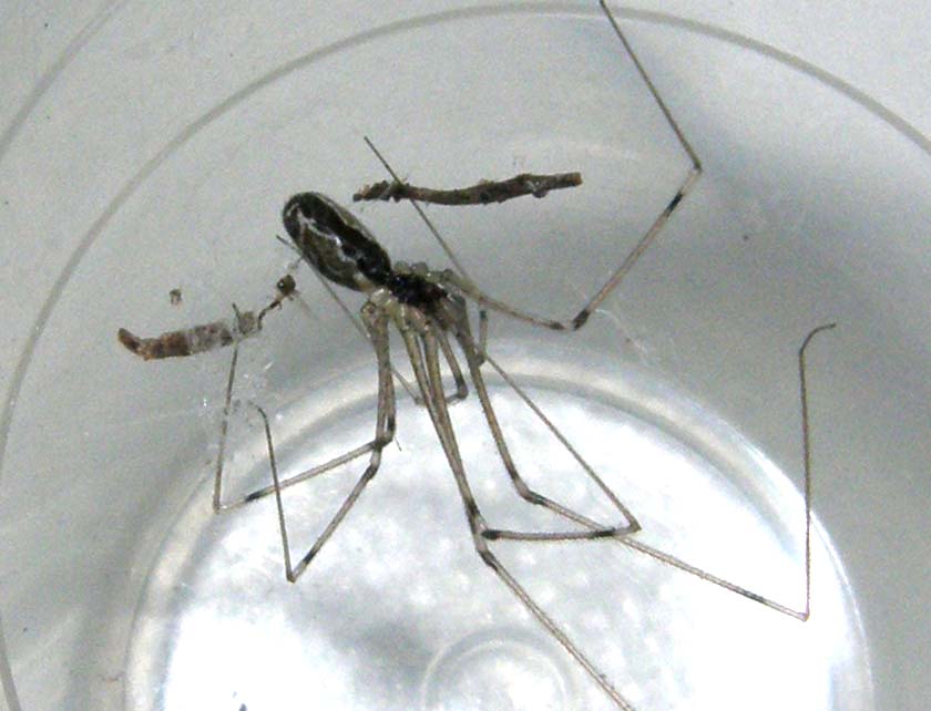Holocnemus pluchei