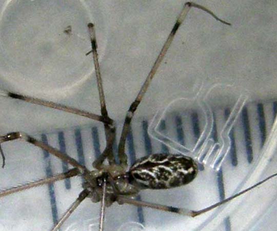 Holocnemus pluchei
