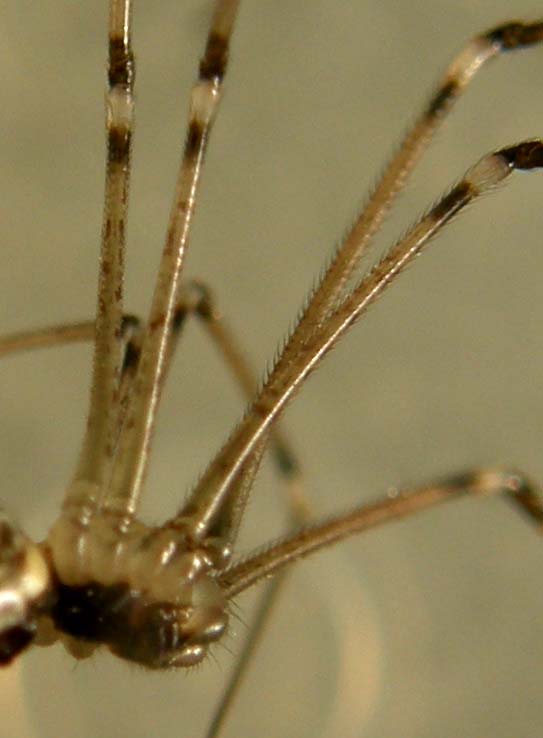 Holocnemus pluchei