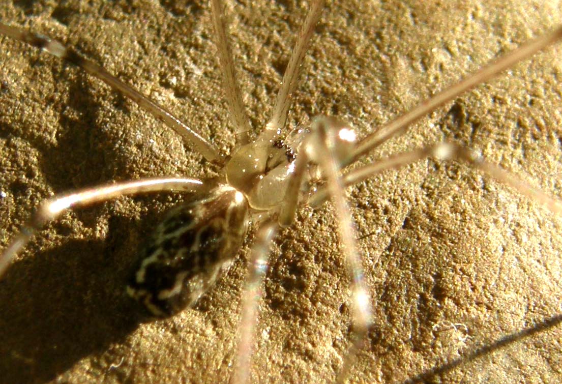 Holocnemus pluchei