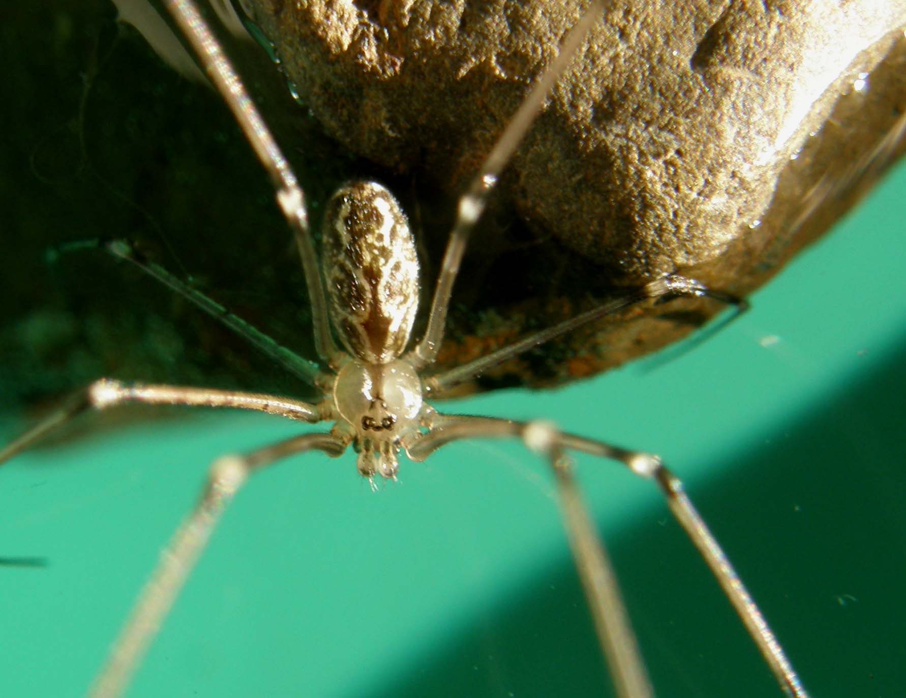Holocnemus pluchei