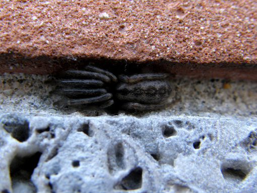 Segestria sp.