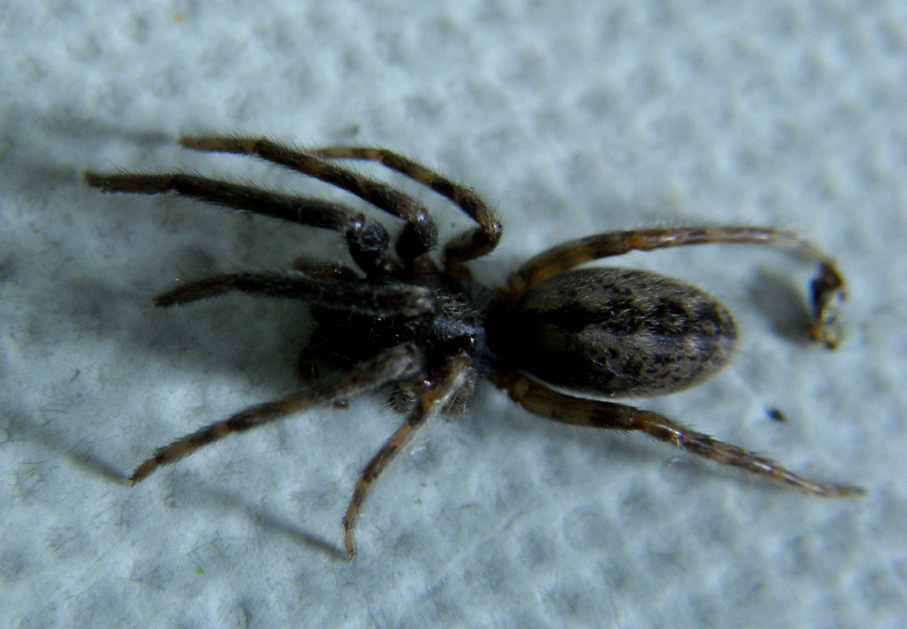 Segestria sp.