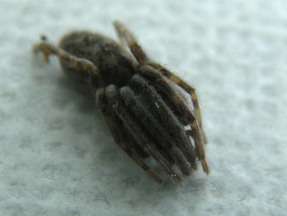 Segestria sp.