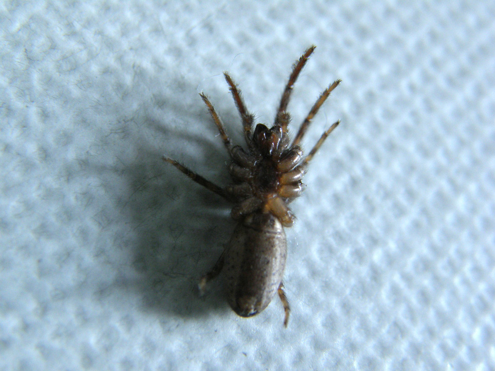 Segestria sp.