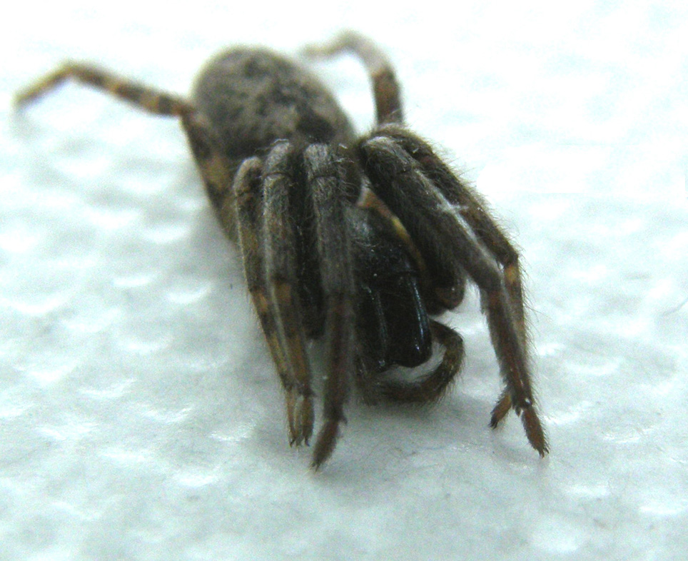 Segestria sp.