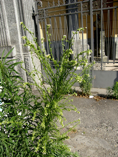 Erbacee infestanti - Erigeron canadensis e sumatrensis