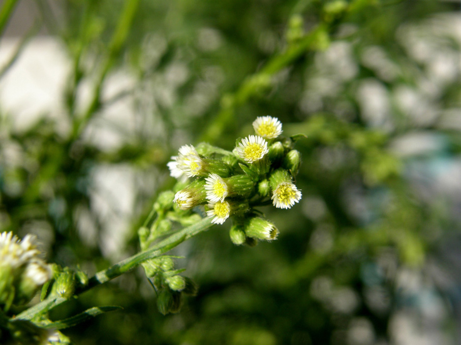 Erbacee infestanti - Erigeron canadensis e sumatrensis