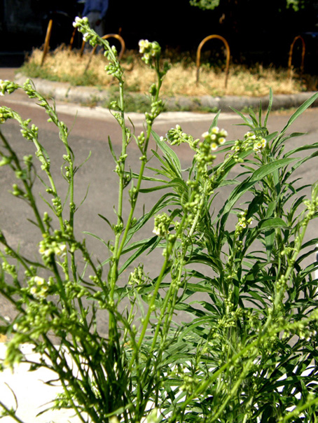 Erbacee infestanti - Erigeron canadensis e sumatrensis