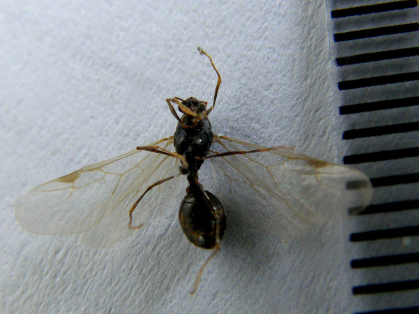 Grossa formica alata: probabile Lasius emarginatus