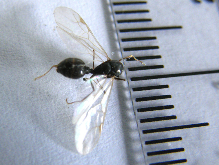 Grossa formica alata: probabile Lasius emarginatus
