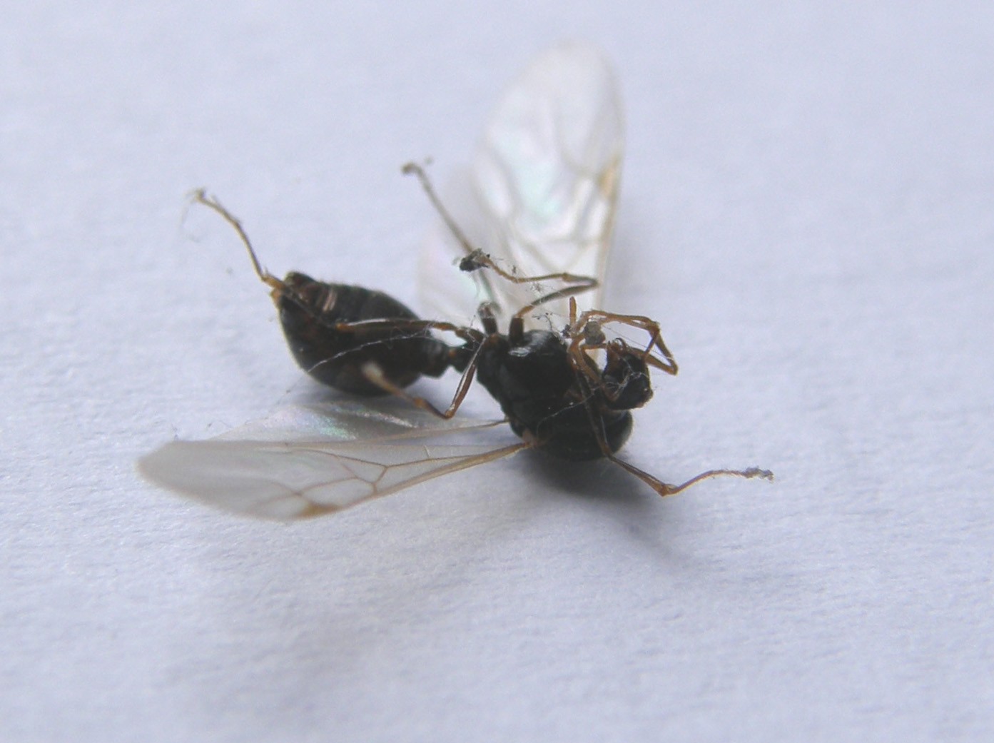 Grossa formica alata: probabile Lasius emarginatus