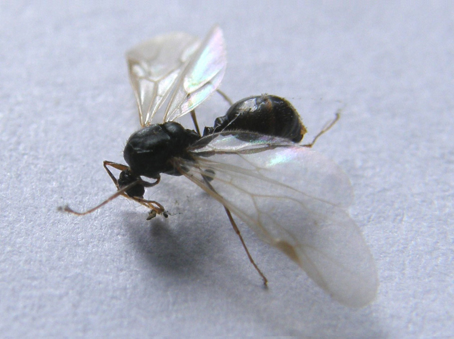 Grossa formica alata: probabile Lasius emarginatus