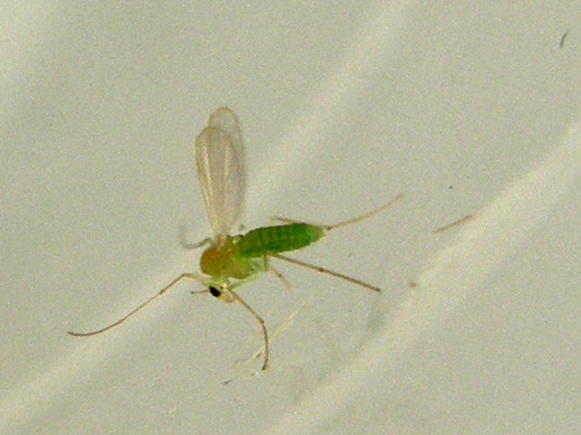 Verde e microscopico