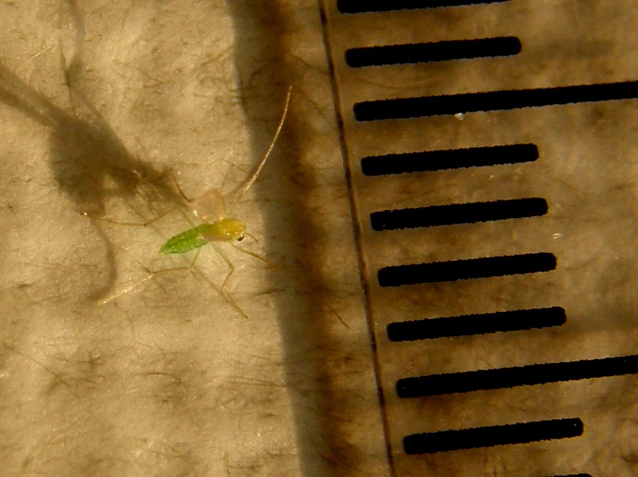 Verde e microscopico