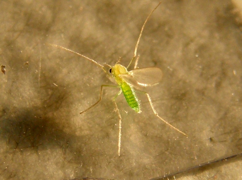 Verde e microscopico