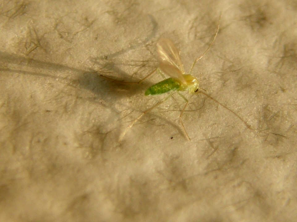 Verde e microscopico