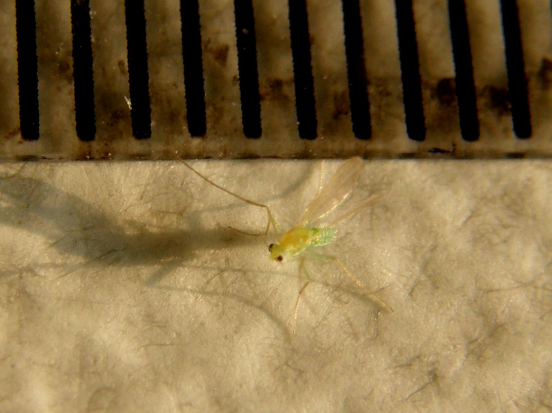 Verde e microscopico
