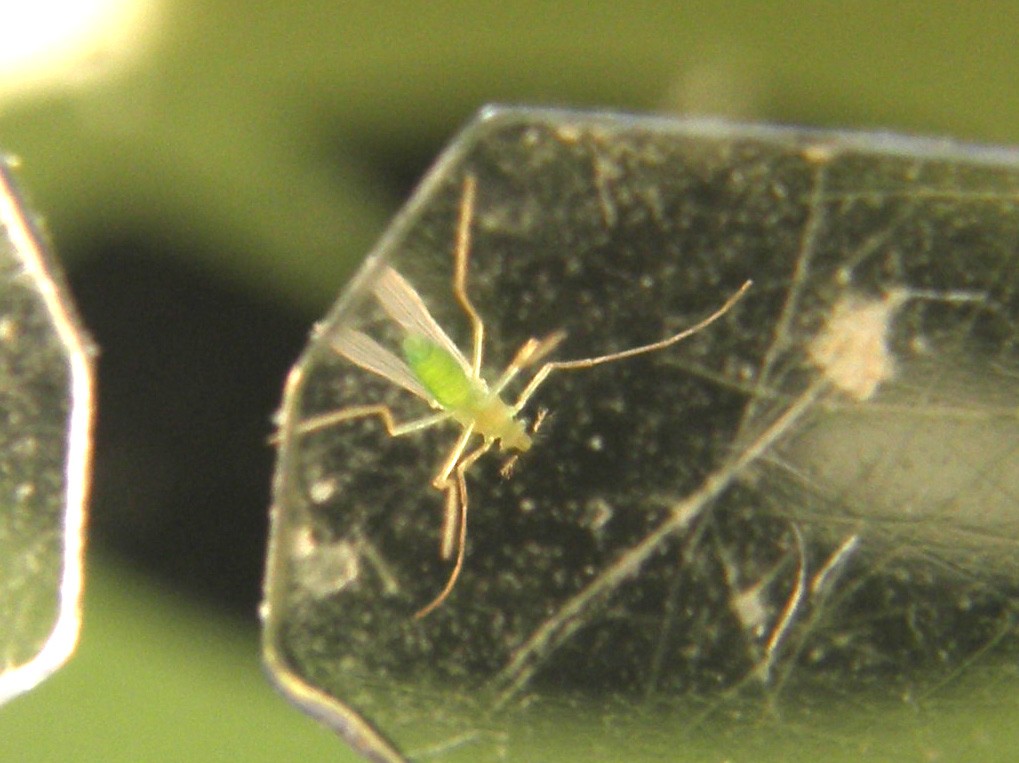 Verde e microscopico
