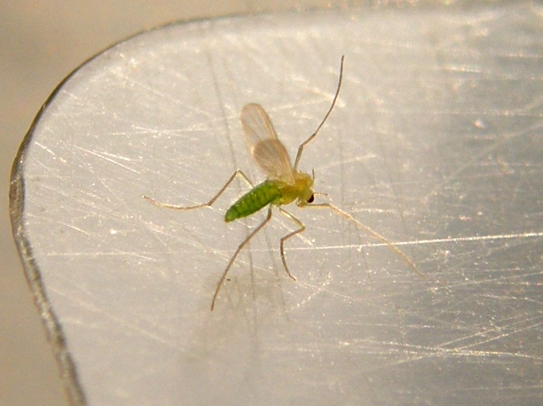 Verde e microscopico