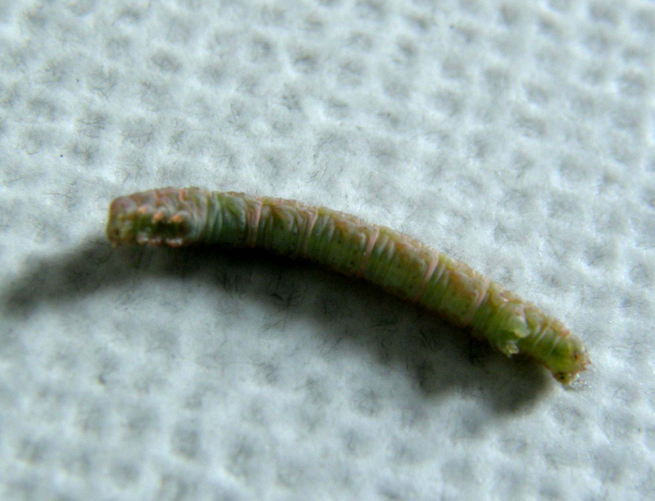 Bruco di Geometridae: Stegania trimaculata