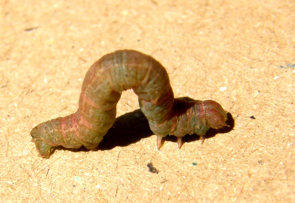 Bruco di Geometridae: Stegania trimaculata