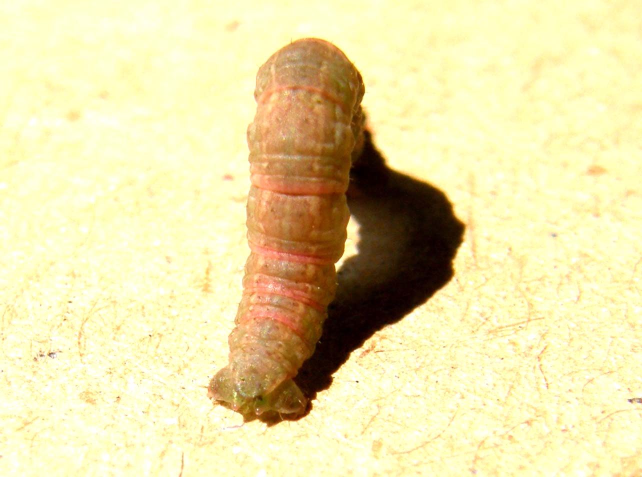 Bruco di Geometridae: Stegania trimaculata