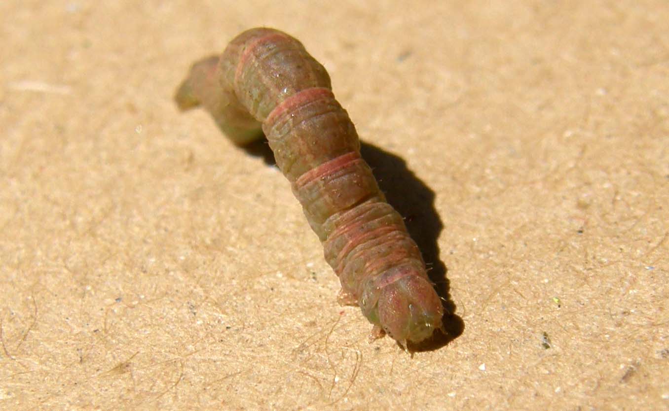 Bruco di Geometridae: Stegania trimaculata