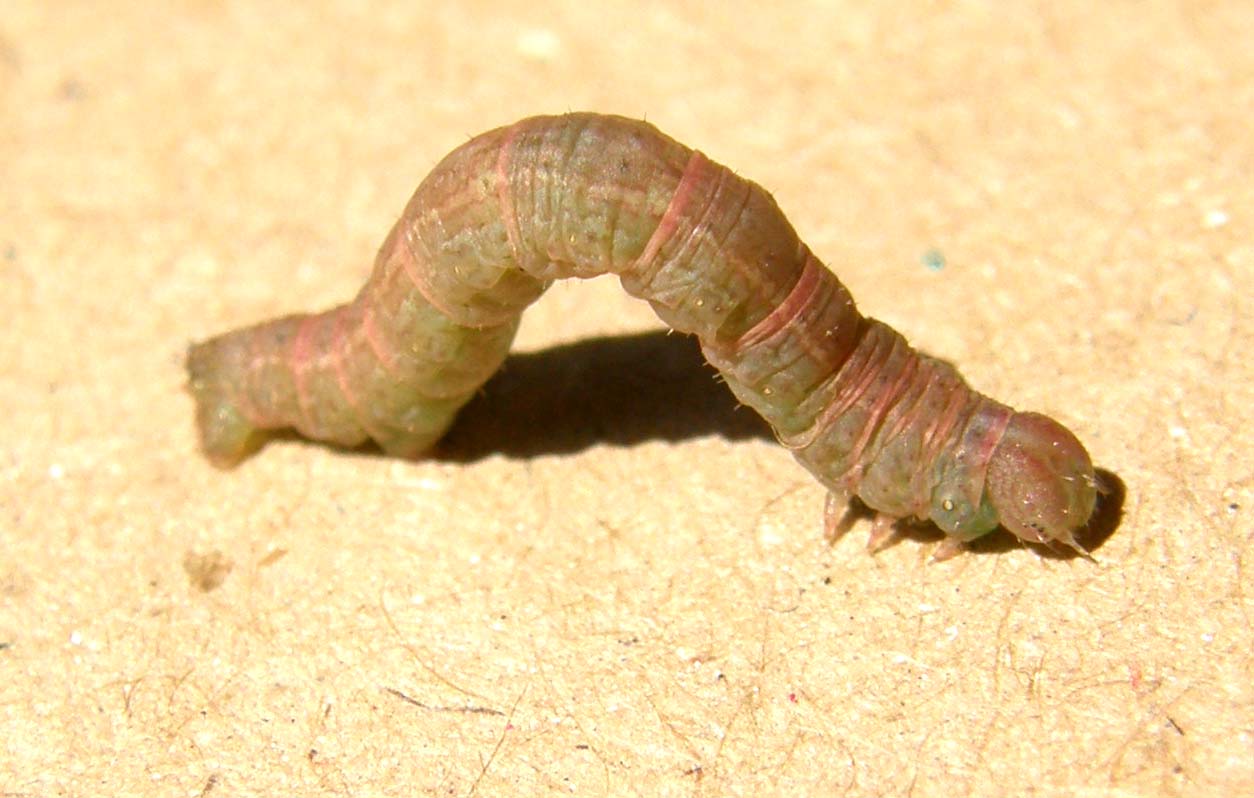 Bruco di Geometridae: Stegania trimaculata