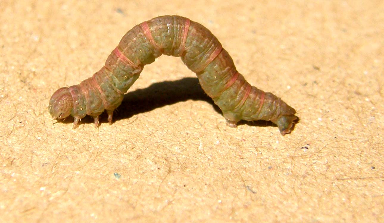 Bruco di Geometridae: Stegania trimaculata