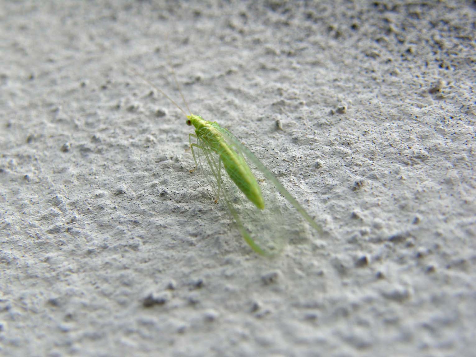 Chrysoperla milanese