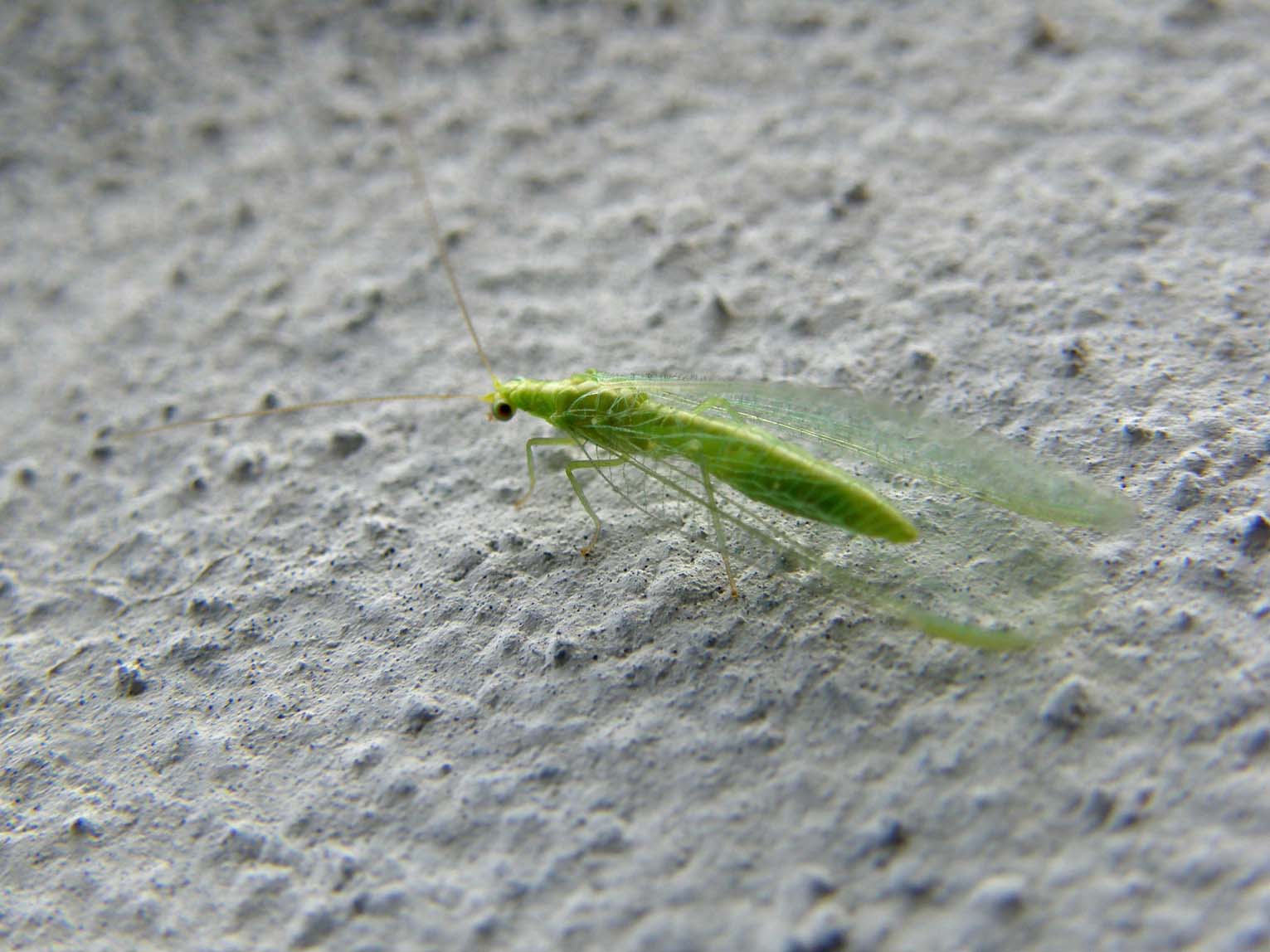 Chrysoperla milanese