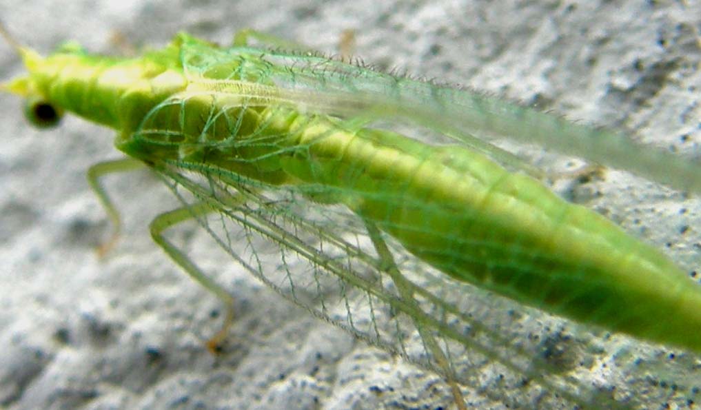 Chrysoperla milanese