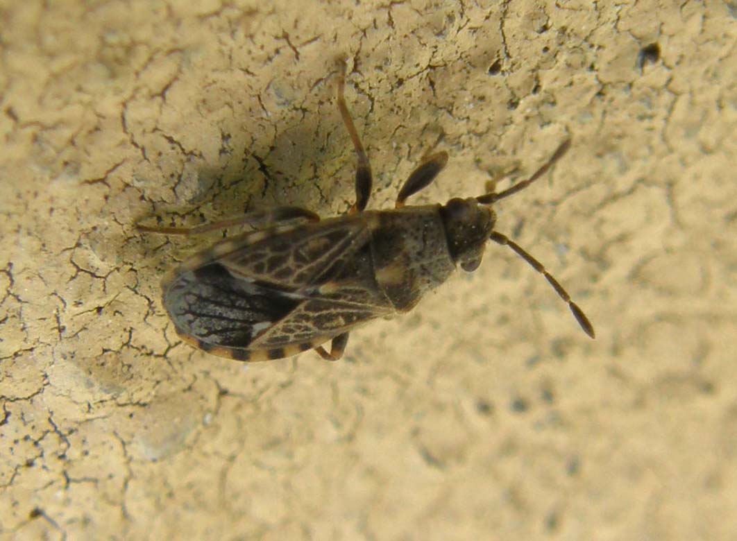 Lygaeidae di Cesano Boscone: Lygaeosoma sardeum